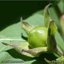 Tollkirsche (Atropa belladonna), unreife Frucht