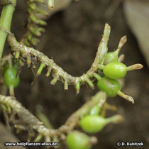 Kardamom (Malabar-Kardamome, Elettaria cardamomum)