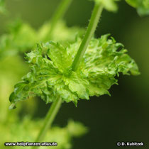 Krauseminze (Mentha aquatica varietät crispa), gekraustes Blatt