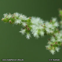 Große Brennnessel (Urtica dioica), weibliche Blüten