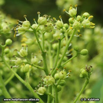 Amur-Korkbaum (Phellodendron amurense) Blüten