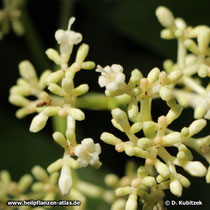 Brechwurzel (Carapichea ipecacuanha), Blütenstand mit Blütenknospen