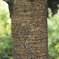 Afrikanischer Pflaumenbaum (Prunus africana, synonym Pygeum africanum)