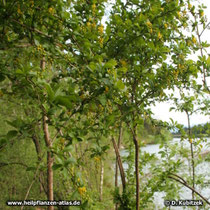 Die Gewöhnliche Berberitze (Berberis vulgaris) wächst hier in einer Au am Fluss Isar (Oberbayern)