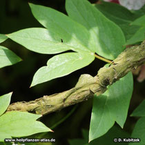 Strauchpäonie (Paeonia x suffruticosa), Ast