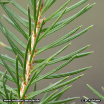 Die Nadeln der Gemeinen Fichte (Picea abies) sind stechend spitz.