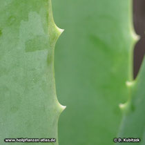 Aloe vera (Aloe barbadensis), Blatt