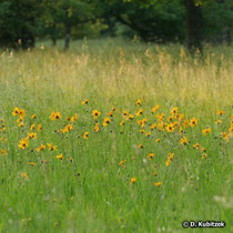 Arnika (Arnica montana) auf einer Wiese im Tiefland (Oberbayern)