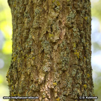 Chinesischer Guttaperchabaum (Eucommia ulmoides), Borke eines alten Baumes