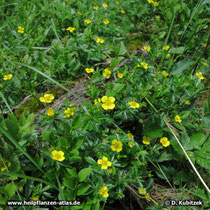 Blutwurz (Potentilla erecta), Wuchsform