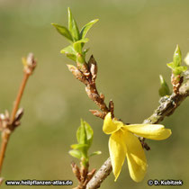 Hänge-Forsythie (Forsythia suspensa) Blattaustrieb während der Blüte