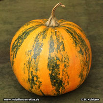 Kürbis (Cucurbita pepo)