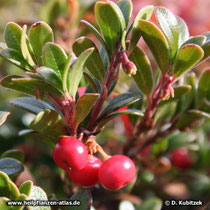 Echte Bärentraube (Arctostaphylos uva-ursi), Fruchtstand