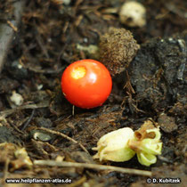 Schlafbeere (Withania somnifera, Ashwaganda)