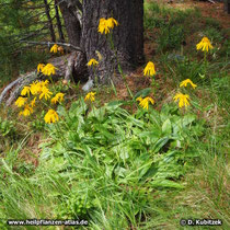 Arnika (Arnica montana) Gruppe von Pflanzen am lichten Waldrand