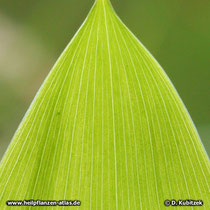 Maiglöckchen (Convallaria majalis), Blatt Nervatur