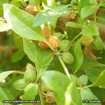 Schlafbeere (Withania somnifera, Ashwaganda)