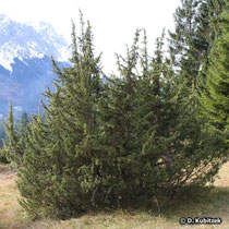 Gewöhnlicher Wacholder (Juniperus communis), Wuchsform