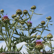 Artischocke (Cynara cardunculus), Wuchsform