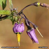 Bittersüßer Nachtschatten (Solanum dulcamara), Blüte