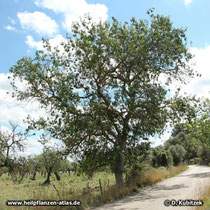 Schmalblättrige Esche (Fraxinus angustifolia) auf Mallorca