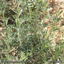 Echter Lavendel (Lavandula angustifolia), junge Pflanze