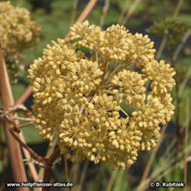 Echte Engelwurz (Angelica archangelica), Fruchtstand