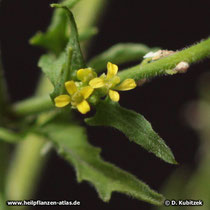 Weg-Rauke (Sisymbrium officinale), Blüten