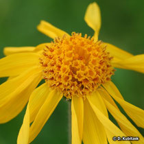 Bütenkopf (Blütenkorb) der Arnika (Arnica montana)