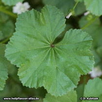 Weg-Malve (Malva neglecta), Blatt