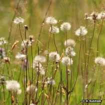 Arnika-Wiese im Spätsommer (Arnica montana)