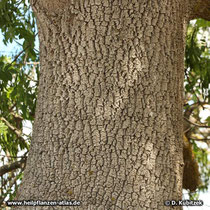 Stamm einer älteren Schmalblättrigen Esche (Fraxinus angustifolia)