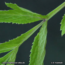 Angelica dahurica, Blatt Detail
