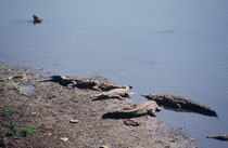 Spitzkrokodile (Crocodylus acutus) im Rio Tarcoles auf dem Weg zur Carara Biological Reserve. Die Tiere können bis zu 7 m lang werden (Männchen grösser als Weibchen). Die Art kommt in Mittelamerika und im Norden Südamerikas vor.