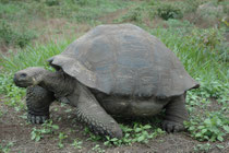 Von der Galápagos-Riesenschildkröte (Chelonoidis nigra) gibt es heute noch 10 Unterarten. Auf Santa Cruz, wo sich auch dier Charles Darwin Reseach Station befindet, lebt die Santa-Cruz-Riesenschildkröte (Chelonoisis n. porteri) mit kuppelförmigem Panzer.