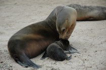 Ein Galapagos-Seelöwen Weibchen  mit Jungem. Mit 150 bis 170 cm Körperlänge und einem Gewicht von 60 bis 100 kg sind Weibchen  deutlich kleiner und leichter als Männchen (250 bis 270 cm und Gewicht von rund 250 kg).