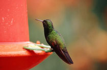 Kolibri (Art?) im Hummingbird Garden beim La Paz Wasserfall