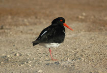 Der Australische Austernfischer, „Pied Ostercatcher“ (Haematopus longirostris), ist an der ganzen Küstenlinie von Australien anzutreffen (wie in American River, Kangaroo Island). Es gibt weltweit etwa 11‘000 Vögel, von denen ca. 10‘000 in Australien leben