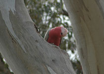 Der Rosenkakadu ist eine in Australien weit verbreitete und häufige Papageienart. Seine Bestände haben sogar zugenommen, weil durch die Umwandlung von Trockengebieten in Agrarflächen neue Nahrungsgebiete für die Vögel geschaffen werden.