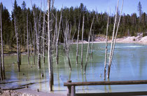 Faszinierend im Yellowstone NP sind die Dynamik und die fortlaufenden Veränderungen: Hier stand vor noch nicht langer Zeit ein Wald. Dann begann es zu blubbern, warmes oder heisses Wasser trat an die Oberfläche, ein See entstand und die Bäume starben ab.