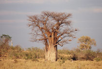 Der Affenbrotbaum oder „Baobab“ (Adansonia digitata) gehört zu den charakteristischsten Bäumen des tropischen Afrikas. Im unbelaubten Zustand erinnert die Astkrone an ein Wurzelsystem (gemäss Legende hat der Teufel den Baum verkehrt herum gepflanzt).