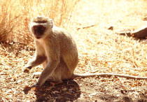 Normalerweise sind die Südlichen Grünen Meerkatzen (Cercopithecus pygerythrus) nicht besonders zutraulich (Ausnahmen von geradezu aufdringlichen Tieren bei Rastplätzen bestätigen die Regel), aber diese hier liess sich ganz aus der Nähe aufs Bild bannen.