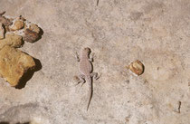 Im Park gibt es auch 15 Reptilienarten (6 Schlangen, 9 Echsen). Diese Echse entdeckten wir an einem Felshang. Es könnte sich um den Leoopardleguan (Gambelia wislizenii) handeln. oder um den Wüstenstachelleguan (Sceloporus magister).