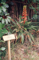 Vegetation (Art ?) auf dem Vulkan Poas