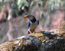 Die Rotschnabelkitta (Urocissa erythrorhyncha), ist etwa elsterngross und hat einen aussergewöhnlich langen (hier leider nicht sichtbaren) Schwanz. Sie lebt vom Himalaya an ostwärts in immergrünen Wäldern in hügeligen Regionen. Nahrungsspektrum breit.