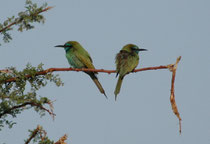 Zwei Smaragdspinte (Merops orientalis cyanophrys) im Wadi Dana, in Richtung Fenyan. Von einer niedrigen Sitzwarte aus jagen diese Vögel  Insekten, vorwiegend Bienen, Wespen und Ameisen im Flug.