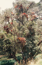 Auf diesem Baum in der alpinen Landschaft bei der Anfahrt zum Vulkan Irazu, wachsen zahlreiche Bromelien.