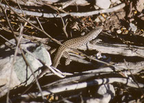 Die Tigerrennechse (“Western Whiptail”, (Aspidoscelis tigris), ist etwa 30 cm lang (davon 20 cm Schwanz) Ihr Verbreitungsgebiet reicht vom Norden Mexikos bis nach Oregon im Westen der USA. Ihre Hauptnahrung sind Insekten, Spinnen und sogar Skorpione.