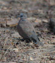 Die Weinrote Halsringtaube (Streptopelia tranquebarica), „Red collared Dove". besiedelt offene, mit Bäumen locker bestandene Lebensräume und ist regional sehr häufig. Sie ernährt sich von verschiedenen Sämereien sowie Knospen und junge Blättern.