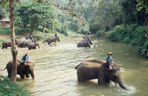 Elephant Conservation Center Chiang Mai. Die AsiatischenElefanten nehmen ihr tägliches Bad.
